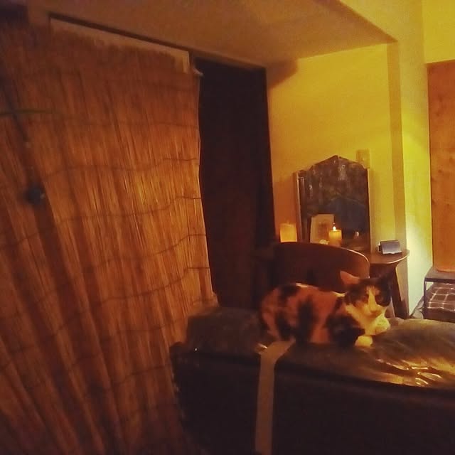 catloveさんの部屋