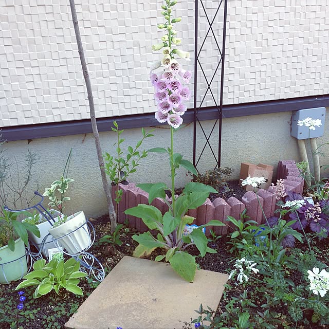 in.mamaさんの実例写真