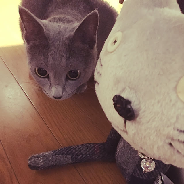 BackDropさんの実例写真
