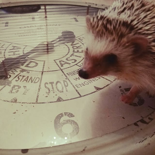 kuruさんの実例写真