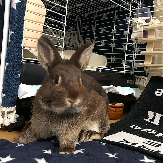 chiiiさんの実例写真