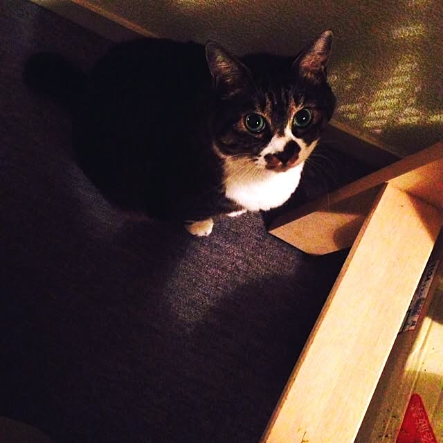piyopicoさんの実例写真