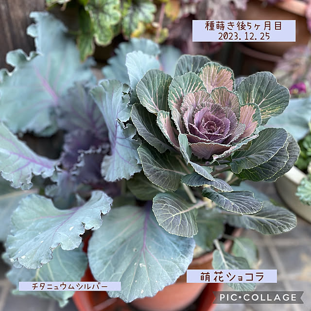 buchiさんの実例写真