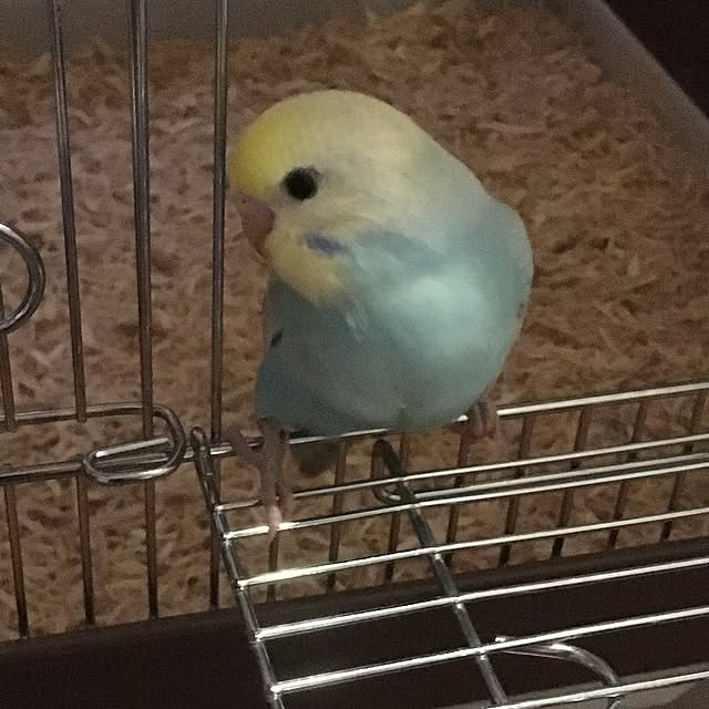 miakさんの実例写真