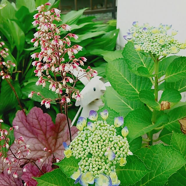 玄関/入り口/植物/日替わり投稿企画!木曜日/ヒューケラ/ギボウシ...などのインテリア実例 - 2017-06-09 17:05:53