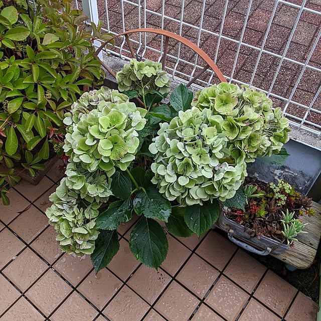 kappaさんの部屋