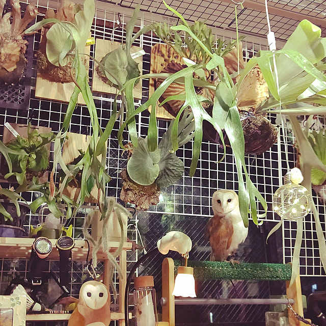 mikiさんの実例写真
