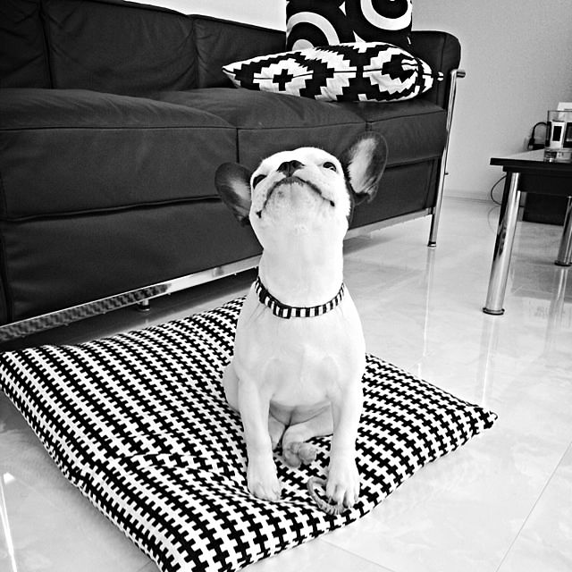 guraさんの実例写真