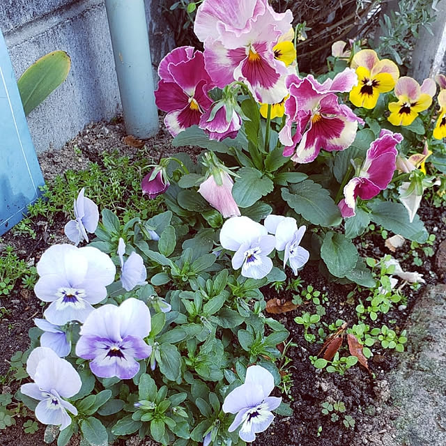 natyenaoさんの実例写真