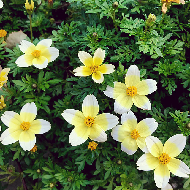 tomoさんの実例写真