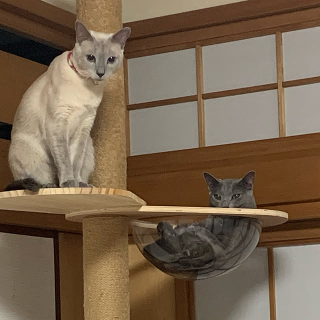 nonさんの実例写真