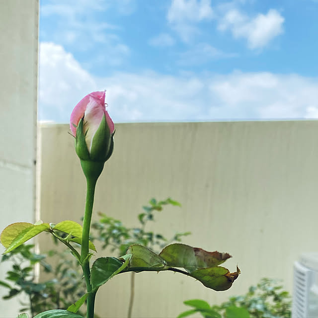 choさんの実例写真