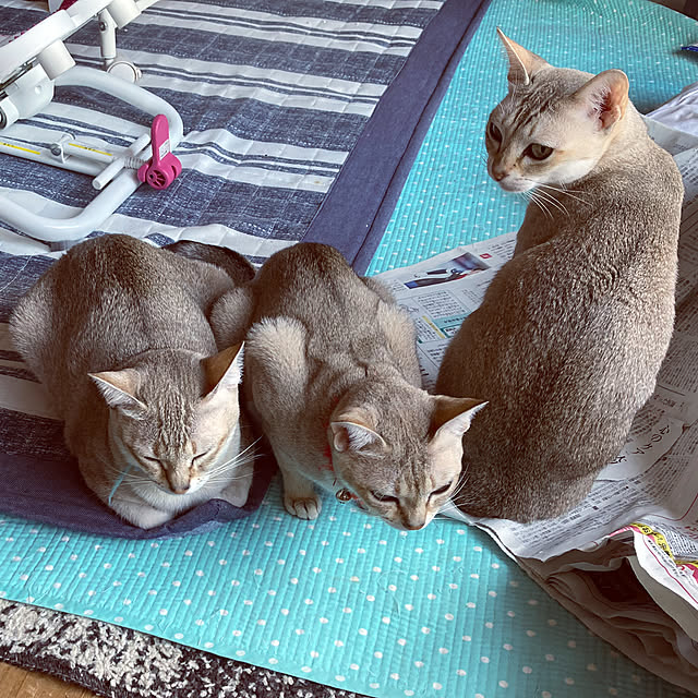 mokurenさんの実例写真