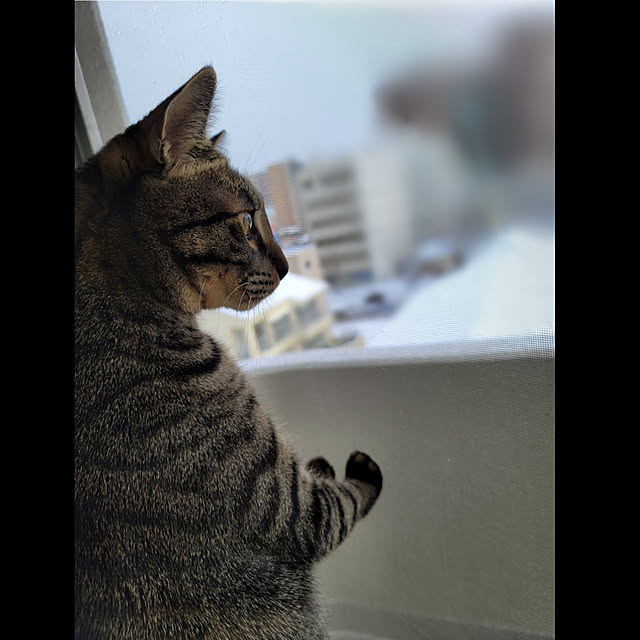 gcさんの実例写真