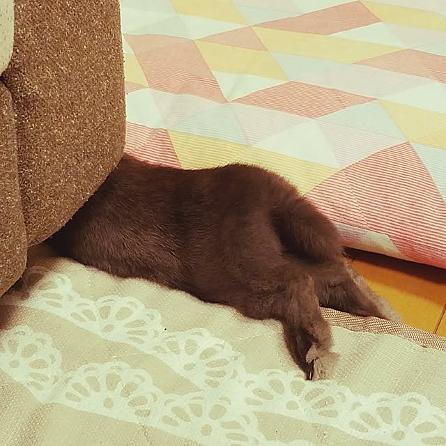 yuiさんの実例写真