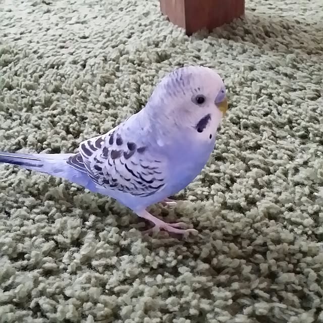 karinさんの実例写真