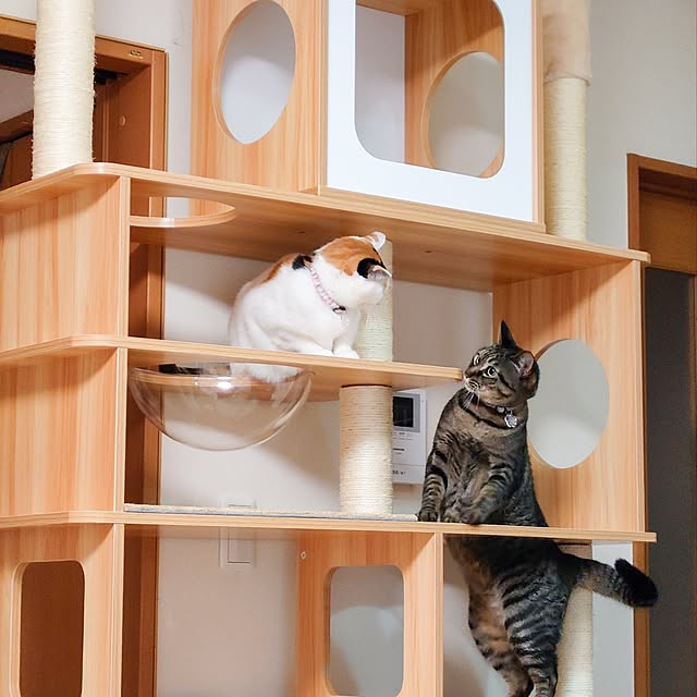 nyanta.koume.kannaさんの実例写真