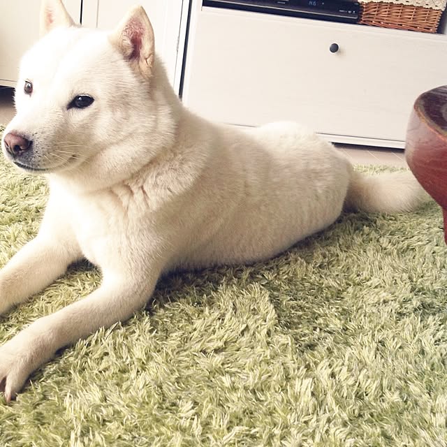 karinさんの実例写真