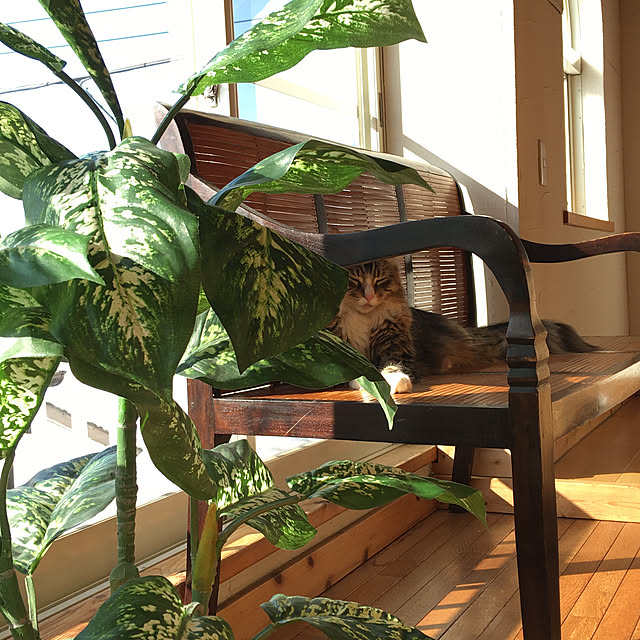 catさんの実例写真