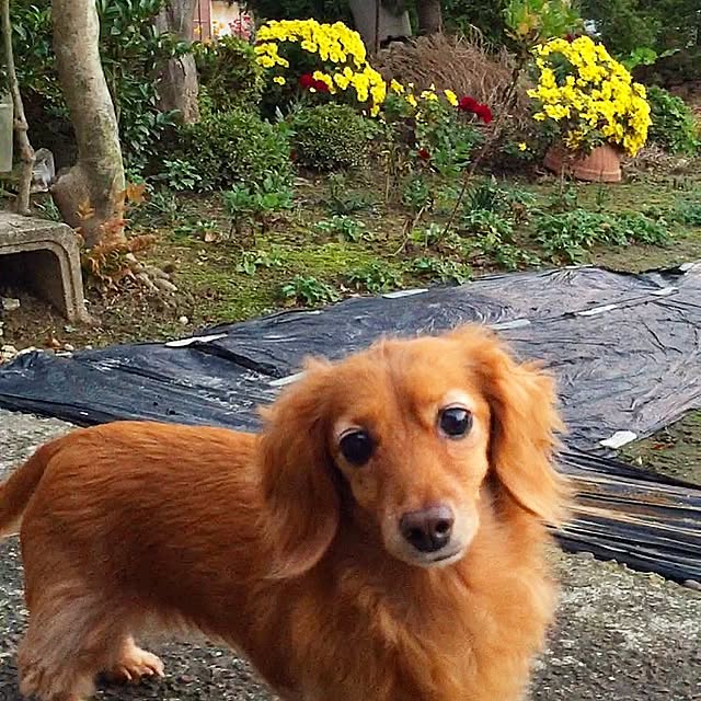 sakuさんの実例写真