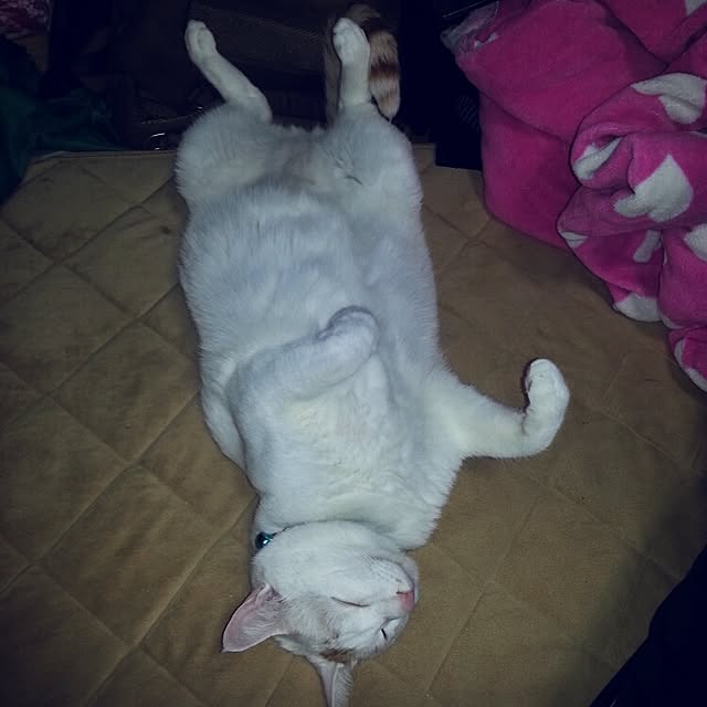 Yukikoさんの実例写真