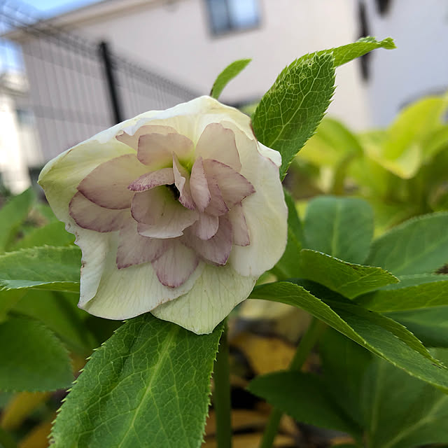 canmilmamaさんの実例写真
