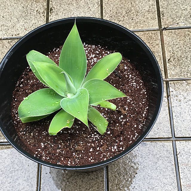 happy-sachiさんの実例写真