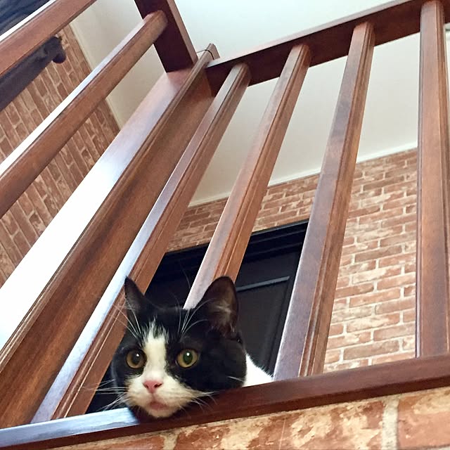 butachanさんの実例写真