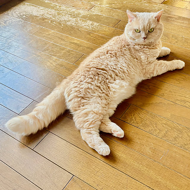 naokoさんの実例写真