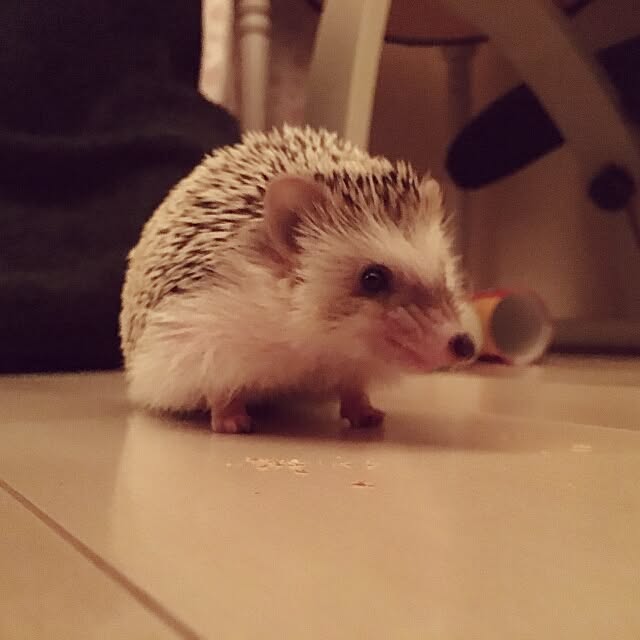 kuruさんの実例写真