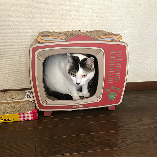 chi_gogaさんの実例写真