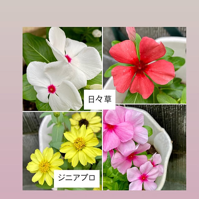 YuuKoさんの実例写真
