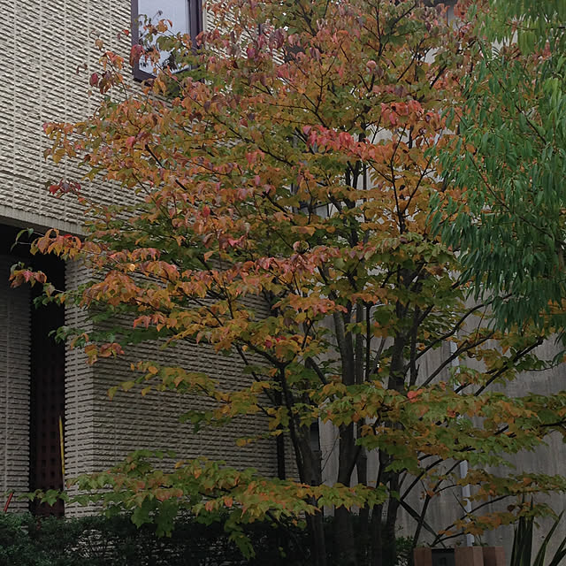 Smileさんの実例写真