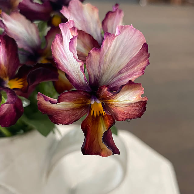 shiropenguinさんの部屋