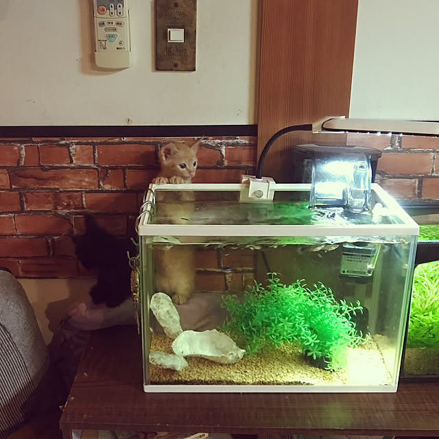 maroさんの実例写真