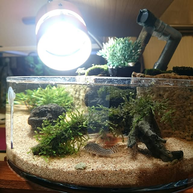kamelloさんの実例写真
