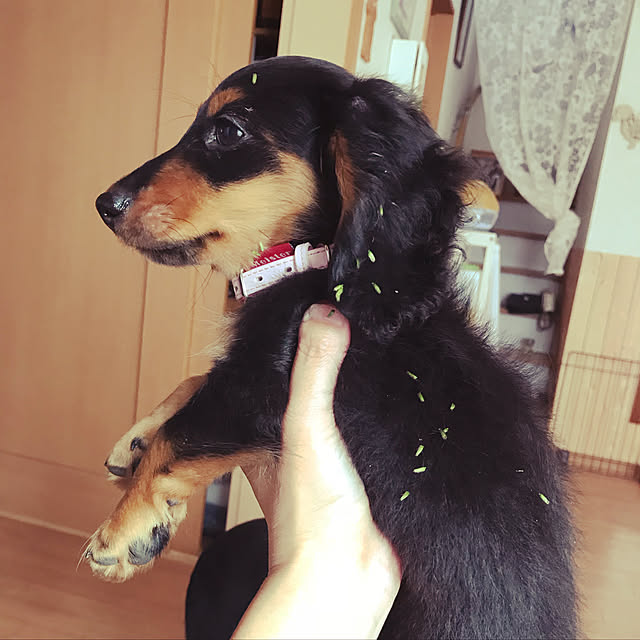 amihimeさんの実例写真