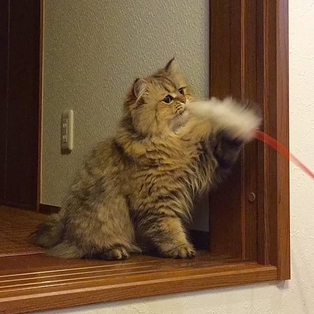 butachanさんの実例写真