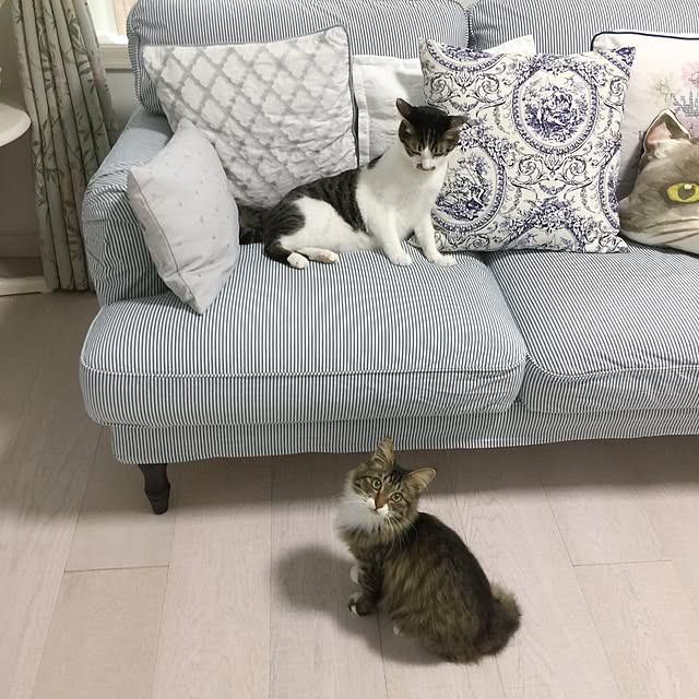 yuchiさんの実例写真