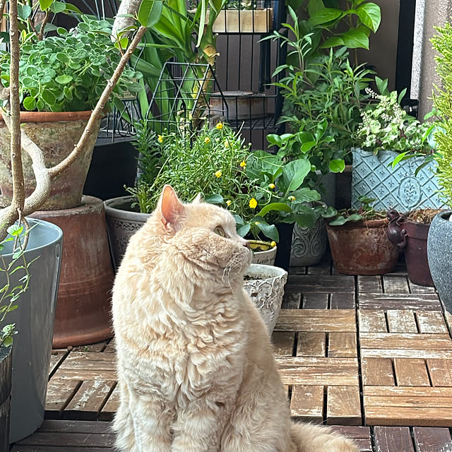 naokoさんの実例写真