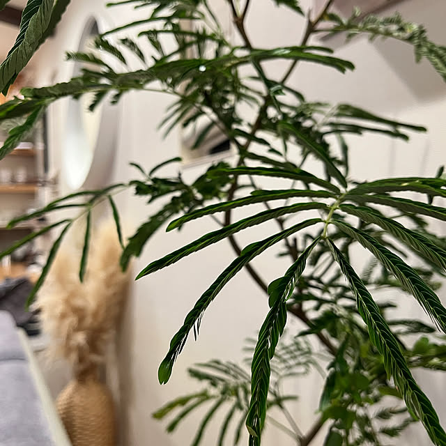 mikasa34さんの実例写真