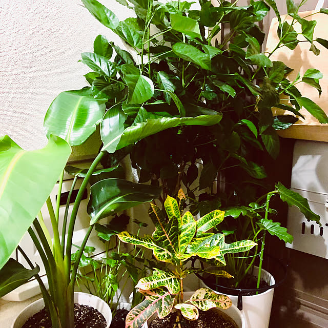 hanachanさんの部屋