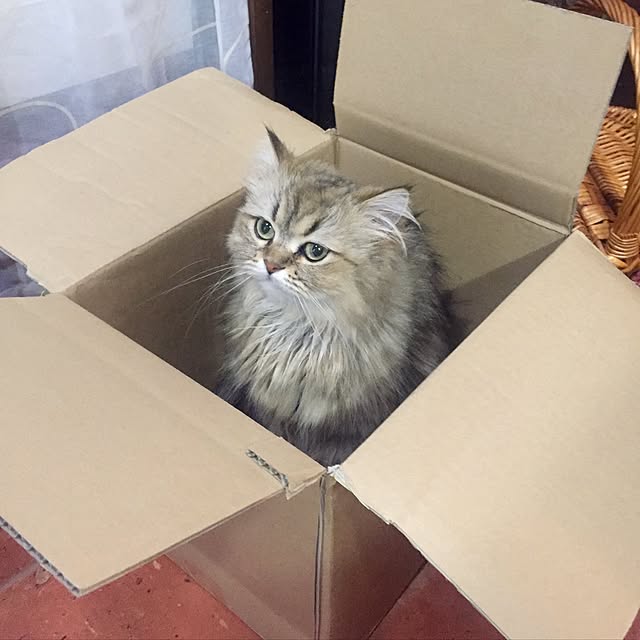 butachanさんの実例写真