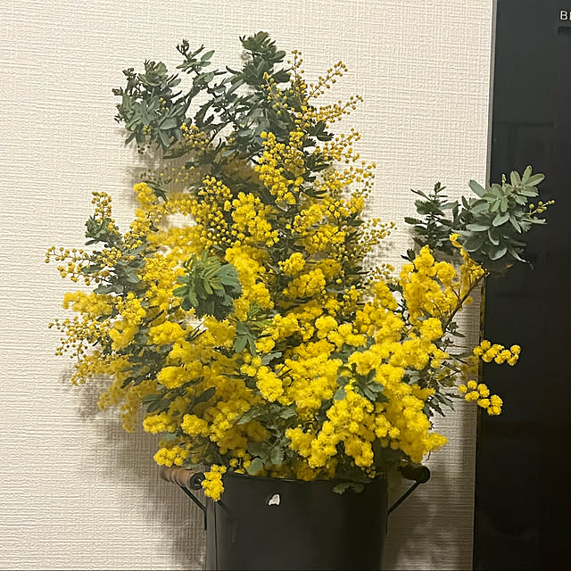 kyoryu2kidsさんの実例写真