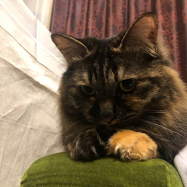 mikomaruさんの実例写真