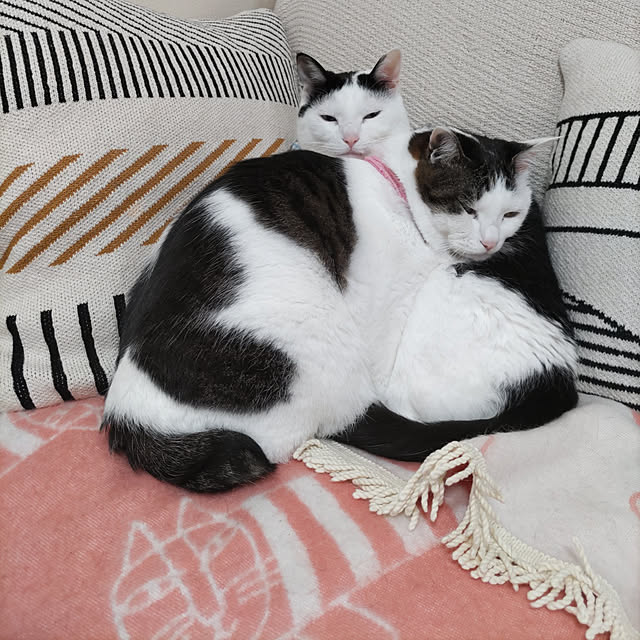 yuuさんの実例写真