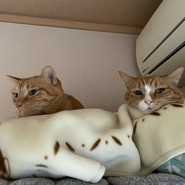 momotetsuさんの実例写真