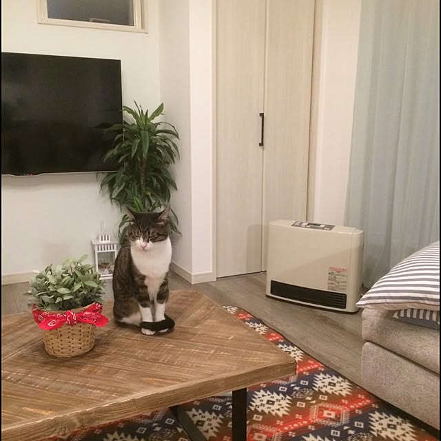 caaannyさんの実例写真