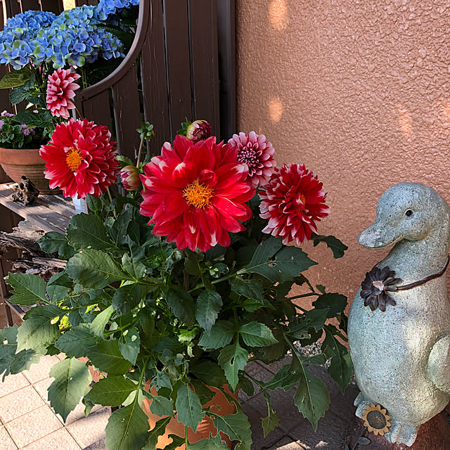 riaさんの実例写真