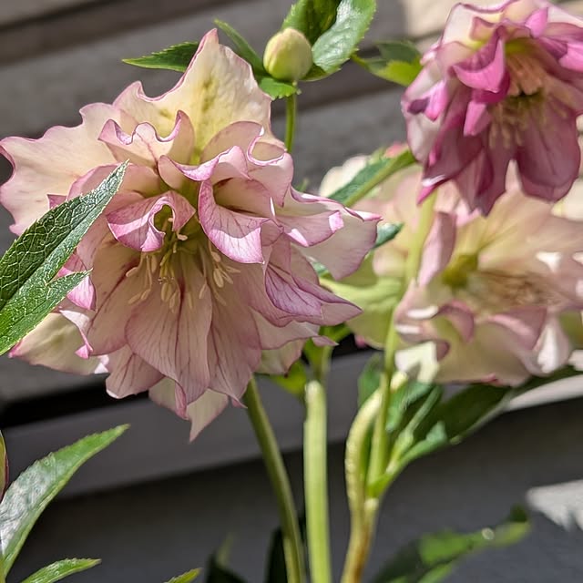 kumijiさんの実例写真